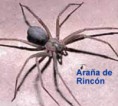 /album/fotogaleria/aranadelrincon-jpg/
